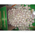 Normal White Garlic New Crop 2019